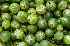 Groseilles A Maquereau Beaucoup De Vert Groseilles A Maquereau Groseille Valeur Nutritionnelle