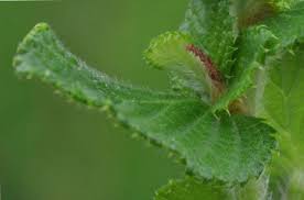 Image result for Cliffortia