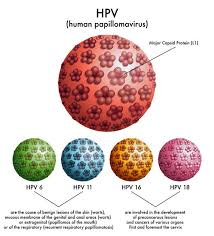 If you're a regular swimmer, be careful! Understanding The Verruca Hpv And The Immune System Compleet Feet
