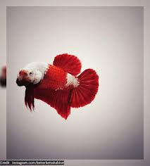 Shutterstock/nuamfolioilustrasi ikan cupang berwarna putih. Ikan Cupang Merah Putih Ikan Cupang Betta Ikan