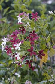 Image result for Combretaceae