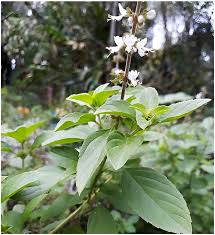 Image result for Ocimum americanum