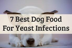 Our best dog food for allergies: 7 Best Dog Food For Yeast Infections 2021 Review Update