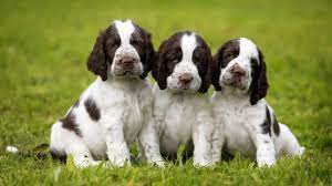 Maybe you would like to learn more about one of these? Boykin Spaniel Puppies For Sale Greenfield Puppies