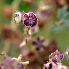 Image result for Malva neglecta
