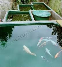 For most people, limiting yourself to one koi per 250 gallons of pond . Koi Fish Care Info Koi Pond Filtration