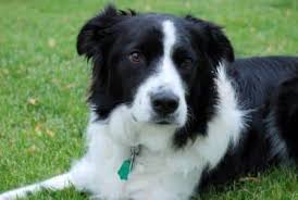 پس از آمدن دوست عزیز به خانه تان باید بدانید چه غذایی برای او مناسب تر است. Ø¨Ø§Ù‡ÙˆØ´ ØªØ±ÛŒÙ† Ù†Ú˜Ø§Ø¯ Ø³Ú¯ Ù‡Ø§ Ù…Ø¬Ù„Ù‡ Ø¹Ù…ÙˆÙ…ÛŒ Ùˆ Ø³Ø±Ú¯Ø±Ù…ÛŒ Ù…Ø·Ø§Ù„Ø¨ ÛŒÙˆÙ†ÛŒÚ© Ùˆ ØºÛŒØ± ØªÚ©Ø±Ø§Ø±ÛŒ