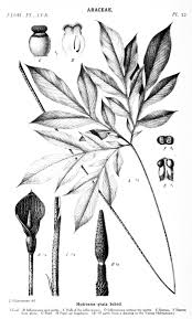 Image result for Eriosema angolense