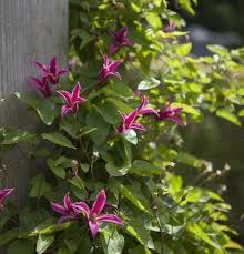 We did not find results for: Clematis Tex Princess Diana Gartenbaumschule Wohrle