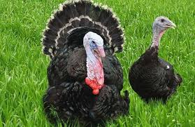 Best average turkey weight thanksgiving. The Biggest Turkey What Breeds Of Turkeys Can Be Bred At Home The Specifics Of Growing Broiler Turkeys
