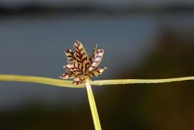 Image result for Pycreus