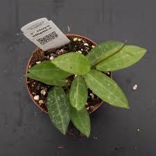 Image result for Hugonia elliptica