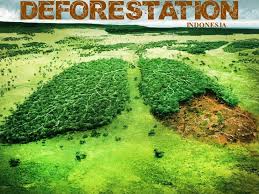 Image Result For Tree Deforestation Map Deforestation Deforestation Facts Indonesia
