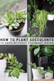 How To Plant Succulents In Pots Without Drainage Holes Container Garden Succulents Plants Succulents In Containers