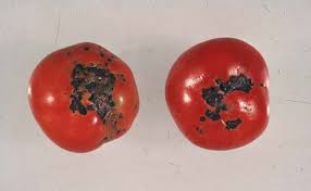 Image result for tomato seedling xanthomonas vesicatoria