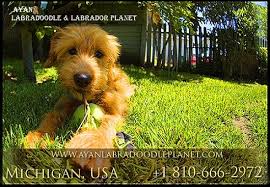 The cheapest offer starts at £8. Puppies Classifieds In Dearborn Michigan Ayan Labradoodle Planet Scrolllist Com