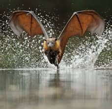Birds On The Bat Forum Murcielago Bat Flying Fruit Bat Animals Wild