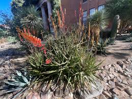 Image result for Aloe carnea