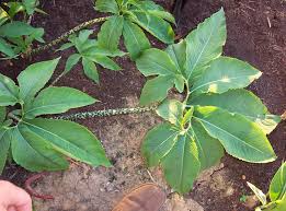 Image result for Sauromatum venosum
