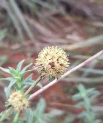 Image result for Spermacoce ruelliae