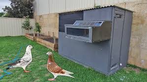 My Small Pigeon Loft Tour Dimensions