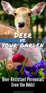 Check spelling or type a new query. Deer Resistant Perennials Stop Planting All You Can Eat Garden Buffets