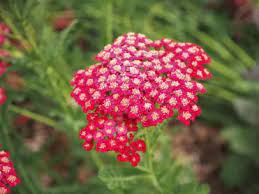 We carry a breathtaking range in flower colors and all your favorite sun perennials including irises geraniums daylilies phlox along with some truly unique varieties. 15 Perennials That Grow In Zone 6 Garden Lovers Club
