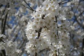 Cherry blossom season is renowned in japan for a reason! Spring Flowering Trees In Ames A Passion For Green