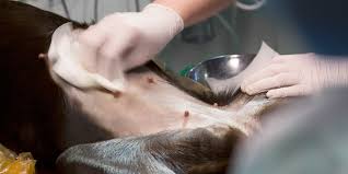 Omtrent 70 prosent av pasientene i bukspyttkjertelkreft opplever dette symptomet. Jursvulst Hos Hund Anicura Norge