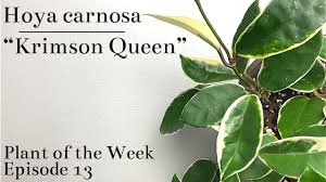 The crimson queen taking well to the grow bag. How To Care For Hoya Carnosa Krimson Queen Plant Of The Week Ep 13 Youtube