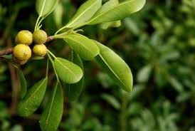 Image result for Ficus burkei