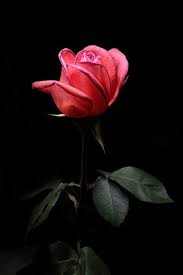 Log In Beautiful Roses Flowers For You Pink Flowers
