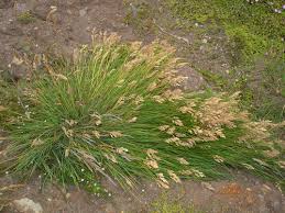 Image result for Agrostis quinqueseta