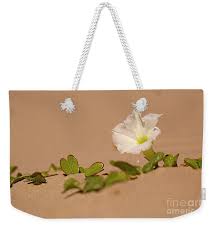 Image result for Ipomoea stolonifera