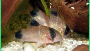 20 Rekomendasi Ikan Hias Kecil Yang Cantik Dunia Fauna Hewan Binatang Tumbuhan Di 2020 Aquarium Air Tawar Ikan Binatang