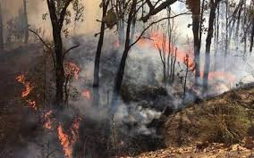 Zona de protección forestal y refugio de fauna. No Descartan Que Incendio En El Bosque De La Primavera Haya Sido Provocado El Occidental Noticias Locales Policiacas Sobre Mexico Guadalajara Y El Mundo