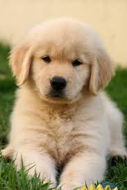 We did not find results for: Dog Wallpapers Are Added Beautiful And Cute Dogs For Your Mobile Phone Follow Added Beautiful Cute Cute Dog Wallpaper Cute Baby Dogs Cute Dogs Breeds