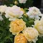 Profile Picture of Rosa Julia Child® (Floribunda) - Devil Mountain Wholesale Nurseryon Google