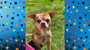 Their tiny size made them excellent companions for humans dating as far back as 300 b.c. Demon Dog Viral Adoption Ad Gets Chihuahua A New Home Abc7 Chicago