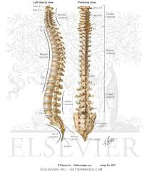 Vertebrae separated by intervertebral discs. Vertebral Column The Spine