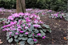 Image result for Cyclamen parviflorum