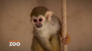 Découvrez et partagez leurs joies, leurs peines, leurs espoirs et leurs angoisses… Une Saison Au Zoo Best Of 1 S7 Ep60 Youtube