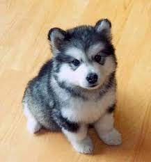 Full Grown Pomsky They Are Basically Miniature Huskies How Adorable Little Husky Puppies Cute Animals