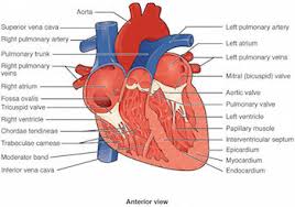 Image result for Cardiac Contusion