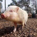 Hundefachfrau Sunny Benett Warum Der Maulkorb Kein Dilemma Ist Maulkorb Hunde Tierarzt