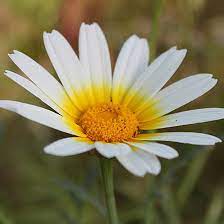 Learn 50 flowers names in english. Top 25 Most Beautiful White Flowers