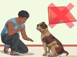 Have the convenience of a shower spray in your bathtub with the danco versa spray handheld shower head sprayer in white. How To Give Your Large Dog A Bath With Pictures Wikihow Pet