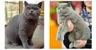 Russian Blue Cat Breed Profile | Petfinder