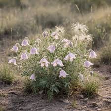 Image result for Clematis villosa