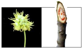 Image result for Macaranga mellifera